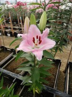 [4495 PO83 LUN 3245 No01.JPG]